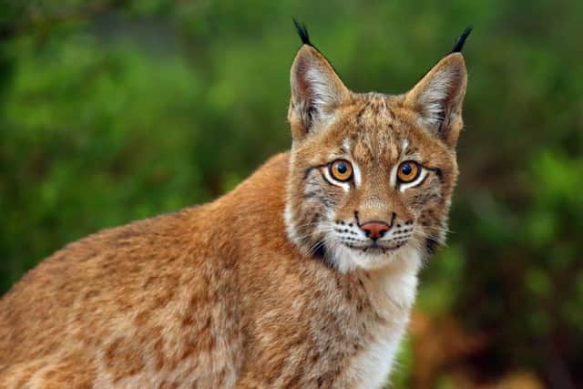 Lynx could be reintroduced to the UK countryside as part of rewilding plans (Photo: Shutterstock)