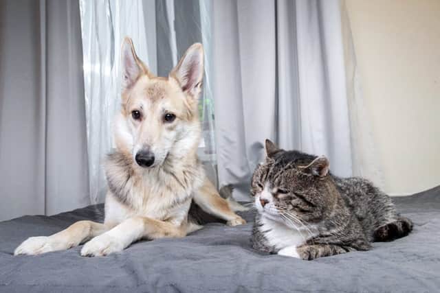 In future, consent for pets will be the default position. (Photo: Shutterstock)