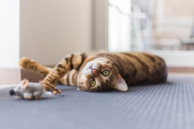 Just five or ten minutes of play per day was found to reduce hunting by pet cats. (Photo: Shutterstock)
