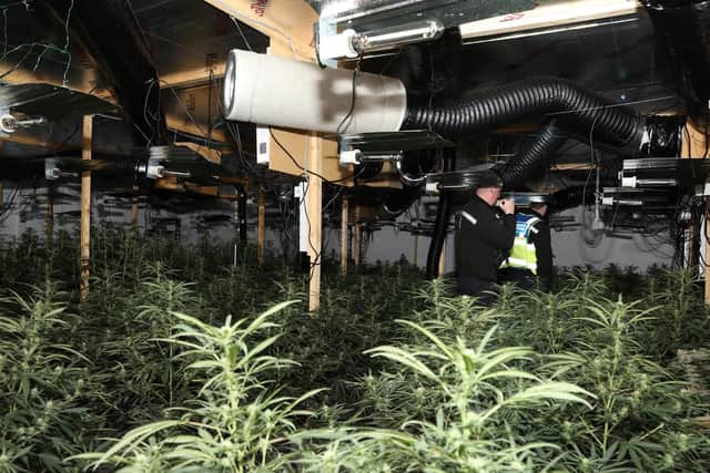 Officers survey the cannabis farm.