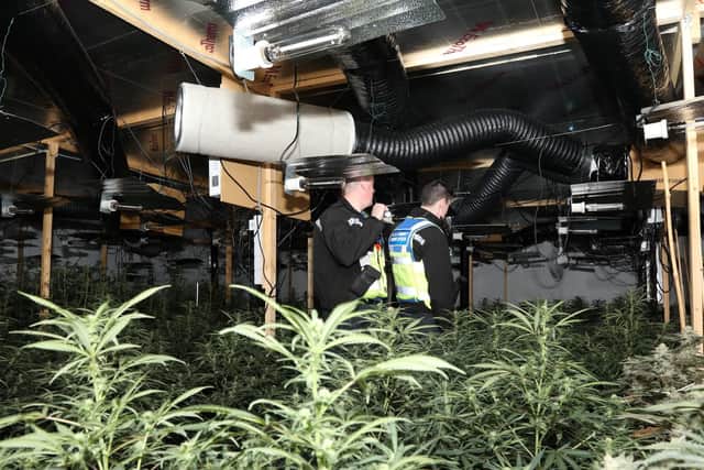 Officers survey the cannabis farm.