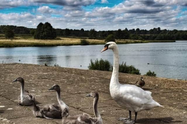 A swan and her cygnets, Sywell Country Park