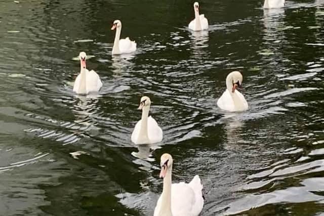 Swans on the Nene