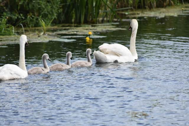 Swans on the River Nene