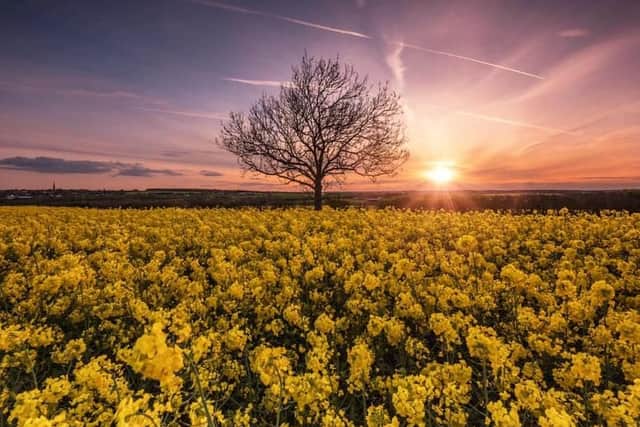 A rapeseed field near Rushden
