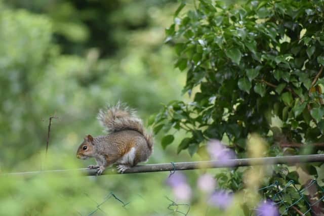 A squirrel in a garden in Higham Ferrers