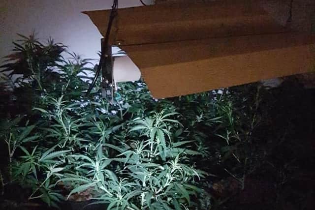Cannabis plants were growing in bedrooms under industrial lights