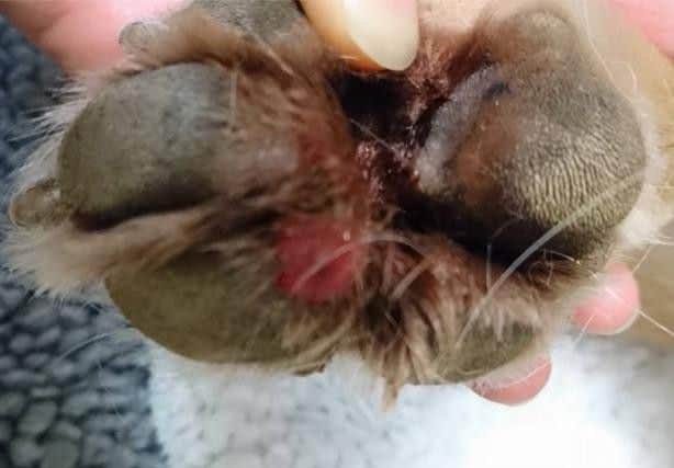 Alabama Rot.