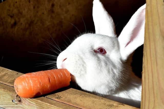 Would you like to volunteer at Animals In Need?