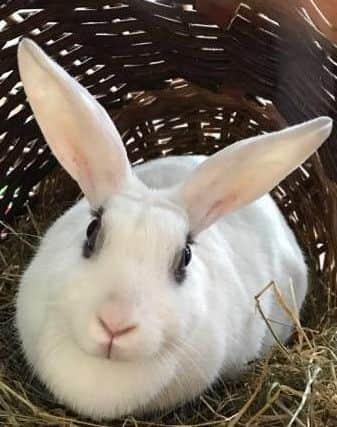 Animals In Need looks after animals of all shapes and sizes