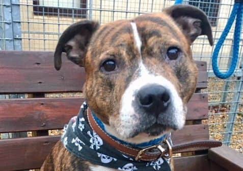 One of the dogs which has been taken in by Animals In Need in Little Irchester