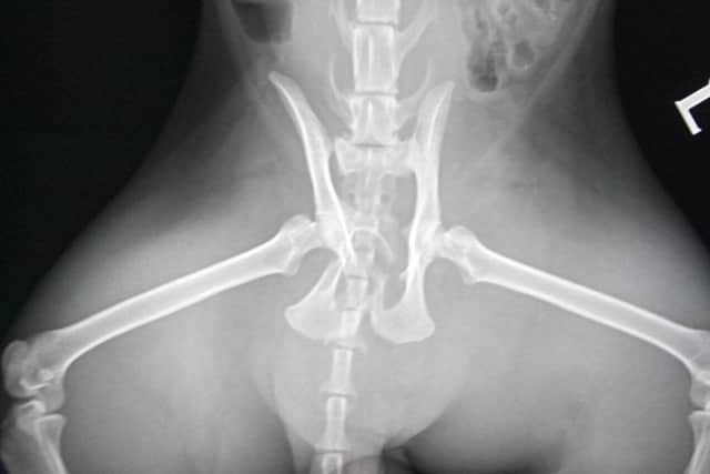 The X-ray