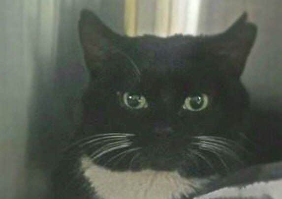 Olly was found in Kettering