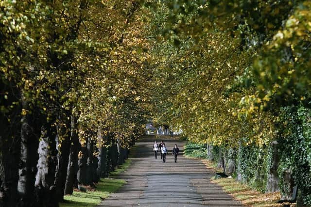 A tree policy has been produced for Wellingborough