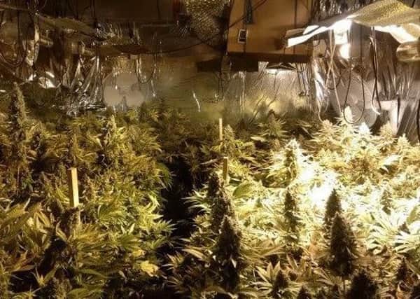 Inside the cannabis factory found in Corby last week