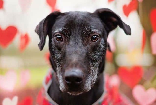 Dev (picture supplied by Animals In Need)