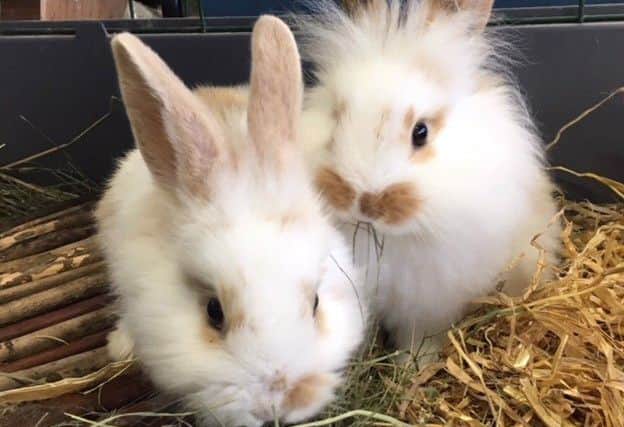The re-homing day is taking place on February 24