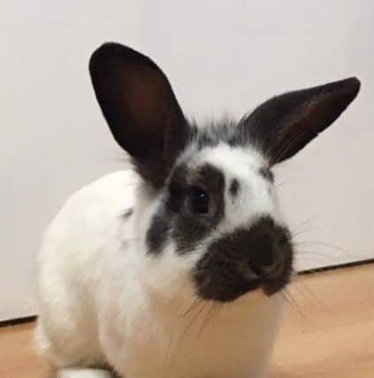 One of the rabbits needing a new home