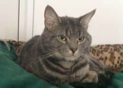 One of the cats in need of re-homing
