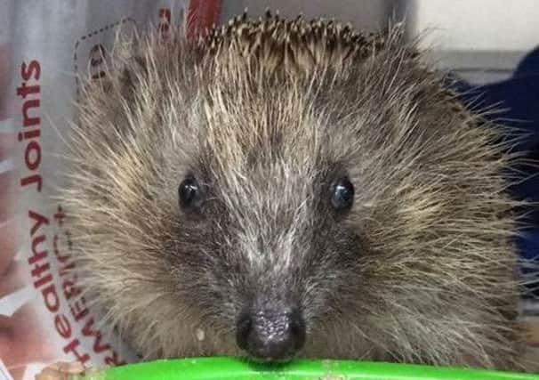 Animals In Need has been looking after 220 hedgehogs