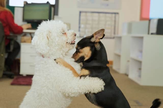 These dogs will be heading into the office on Friday