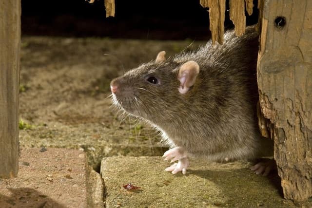 Walmartinfested With Rats RATS! Swarming vermin infesting Corby housing estate
