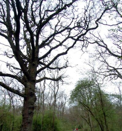 Kingswood. File picture.