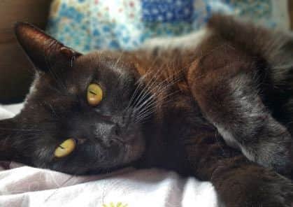 The RSPCA in Northants has lots of overlooked cats in its care