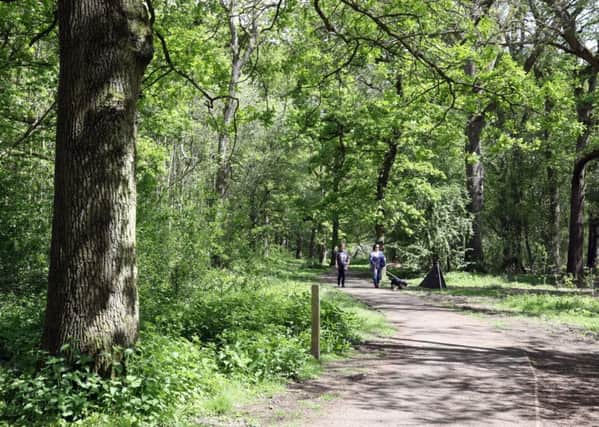 Corby's rough sleepers are based in the town's woodland