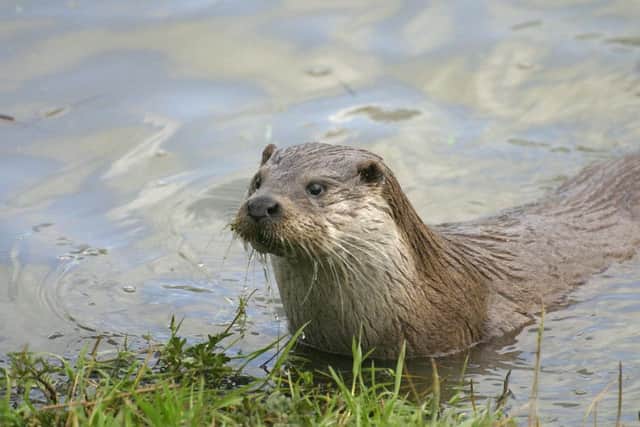 An otter was shot dead in Irthlingborough (picture by Darin Smith)