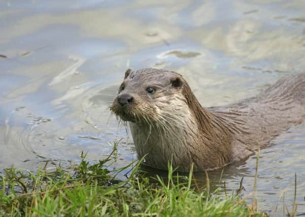 An otter was shot dead in Irthlingborough (picture by Darin Smith)
