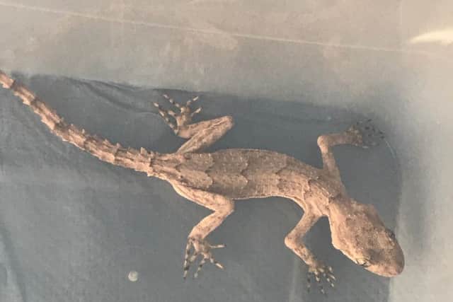 The stowaway gecko was found in Corby.