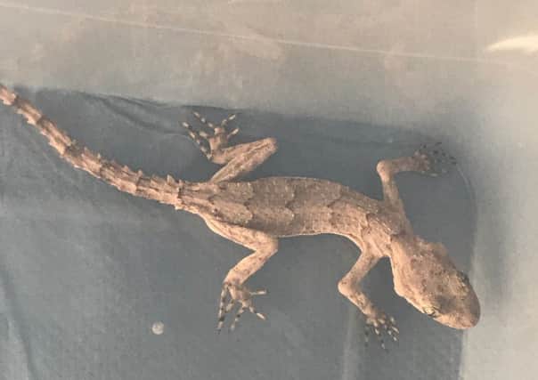 The stowaway gecko was found in Corby.