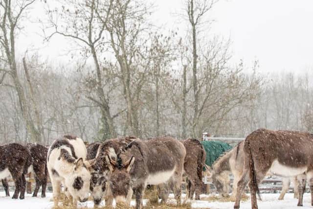 RSPCA Northamptonshire took more than 500 calls in December last year about animals in distress.
