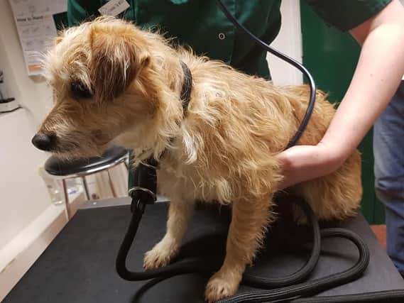 The Olney Terrier has been brought safely to a vet after weeks on the run.