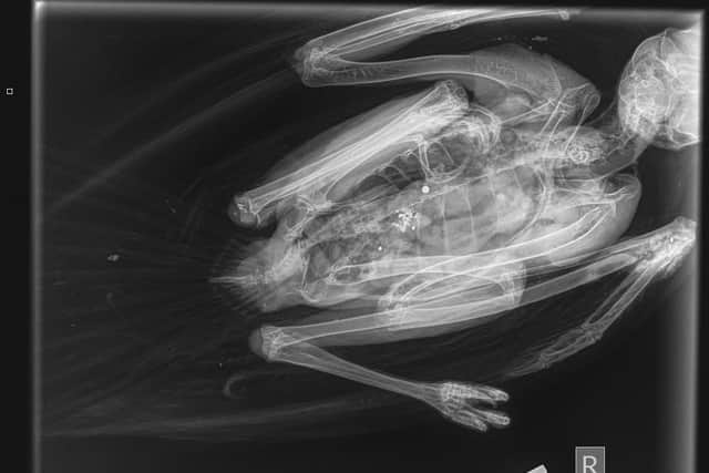 An x-ray of the buzzard revealed a shotgun pellet near its spine and a broken wing