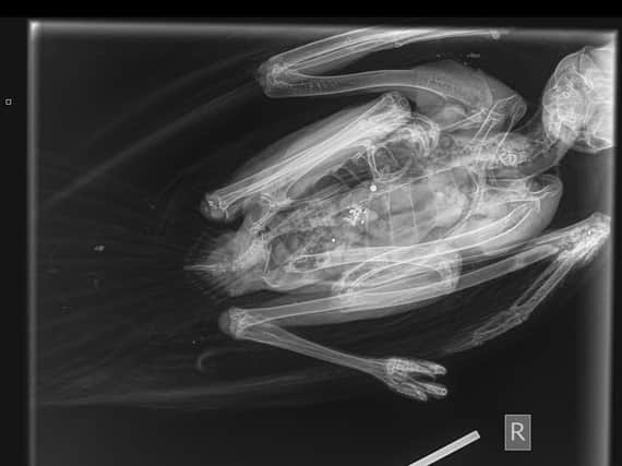 An x-ray of the buzzard revealed a shotgun pellet near its spine and a broken wing