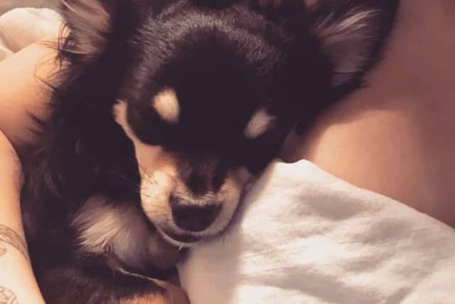 Pedro the pet chihuahua is lost in Northamptonshire today.