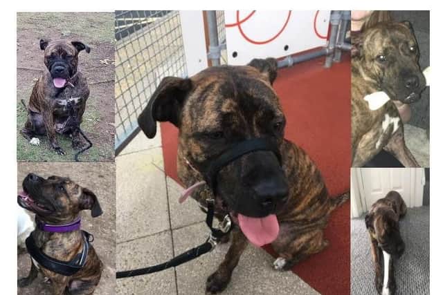 Biscuit was last seen on January 10