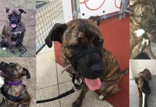 Biscuit was last seen on January 10