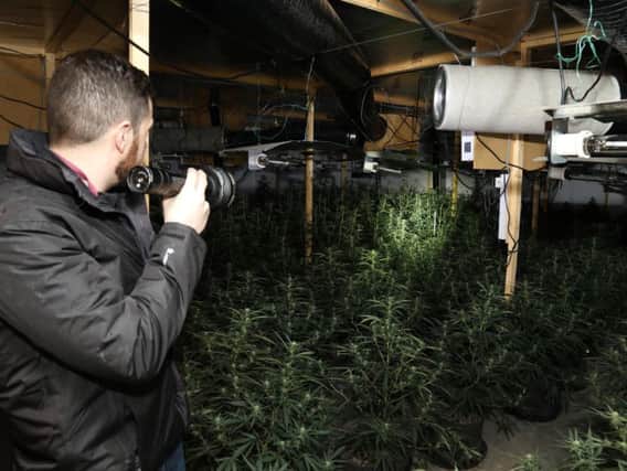One of three rooms containing around 1,000 cannabis plants