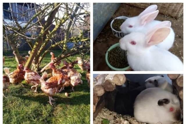 A brood of 150 former battery farm hens were taken in to the animal rescue centre this week, as were 30 guinea pig