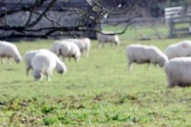 Sheep are being butchered illegally on Northamptonshire farms.