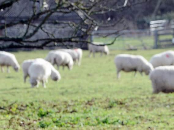Sheep are being butchered illegally on Northamptonshire farms.
