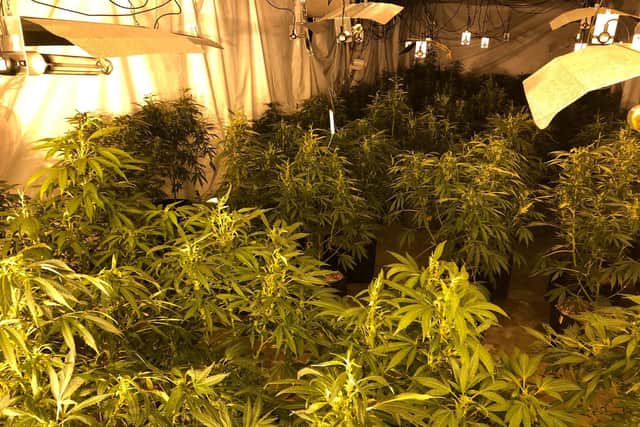 Inside one of the rooms used for growing cannabis.
