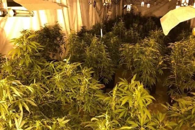 Inside the cannabis factory