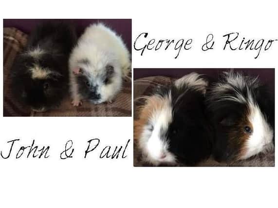 George, Ringo, Paul and John are in need of new homes.