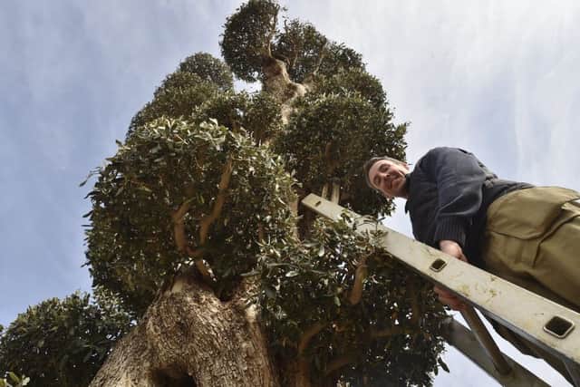 Jon Parrott at Olive Grove Oundle with the tree EMN-190320-154333009