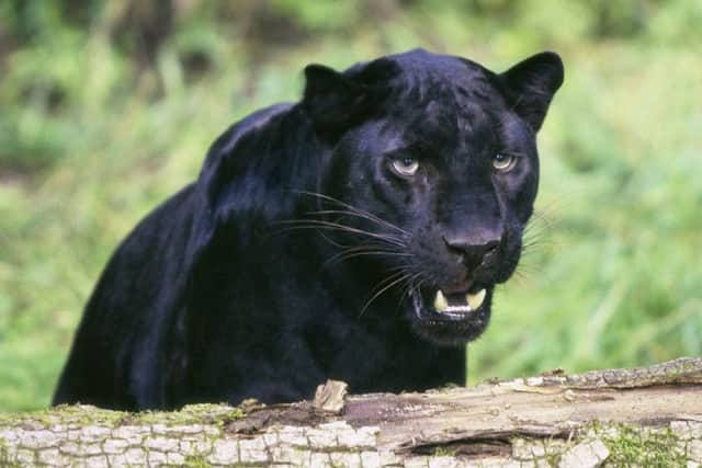 File picture of a black panther