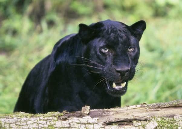File picture of a black panther